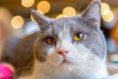 百合恋爱迷宫RPG《巫女与百合》新PV 确定5月24日发售